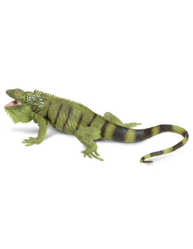 Iguana