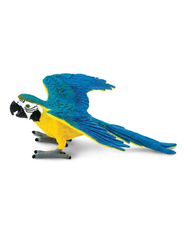 Blue & Gold Macaw