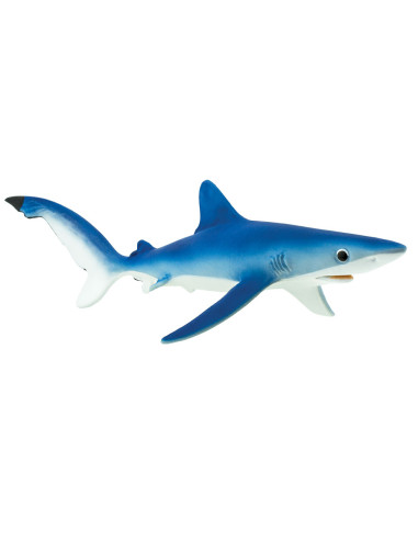 Blue Shark