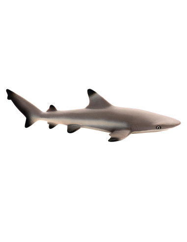 Blacktip Reef Shark