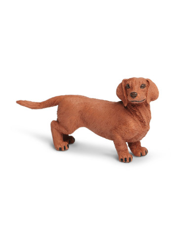 Dachshund