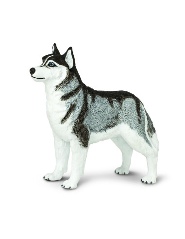 Sibiřský husky