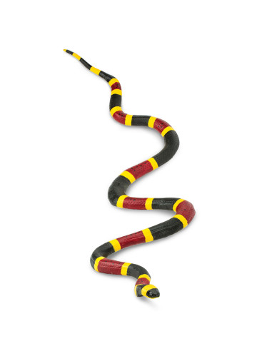 Coral Snake