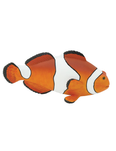 Clown Anemonefish