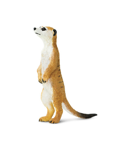 Meerkat