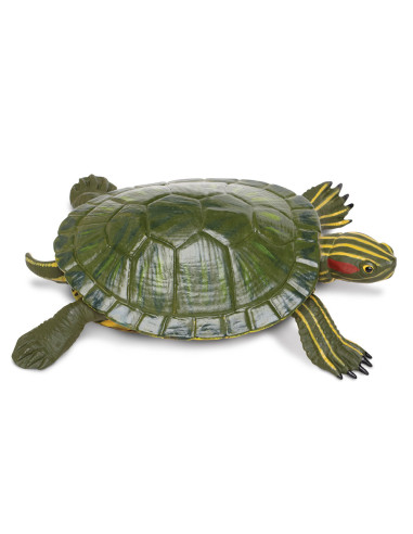 Figure - Red-Eared Slider Turtle