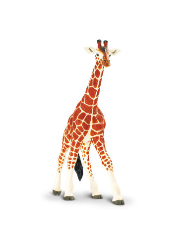 Reticulated Giraffe