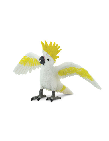 Cockatoo