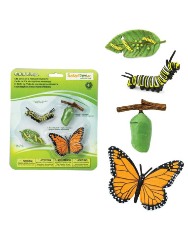 Life Cycle Of A Monarch Butterfly