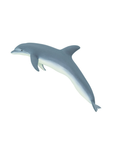 Bottlenose Dolphin