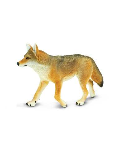 Coyote