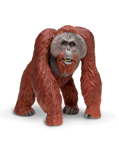 Orangutan bornejský