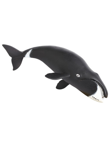 Bow-Head Whale