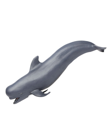 Pilot Whale