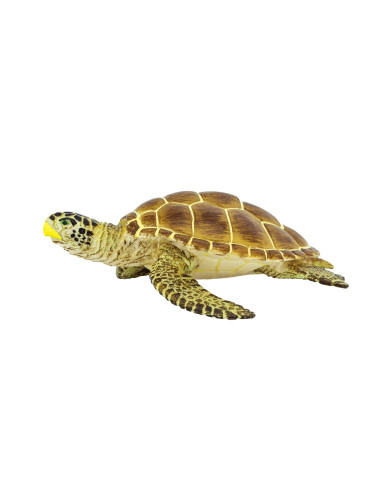 Loggerhead Turtle