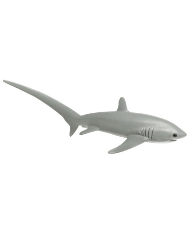 Thresher Shark