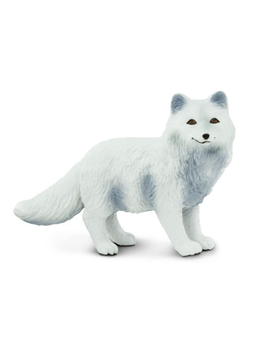 Arctic Fox