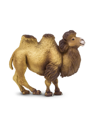 Bactrian Camel