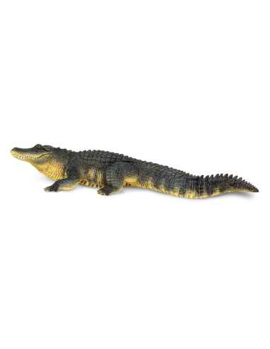 Alligator