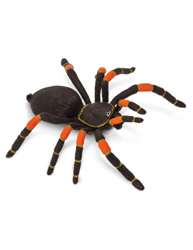 Figure - Orange-Kneed Tarantula