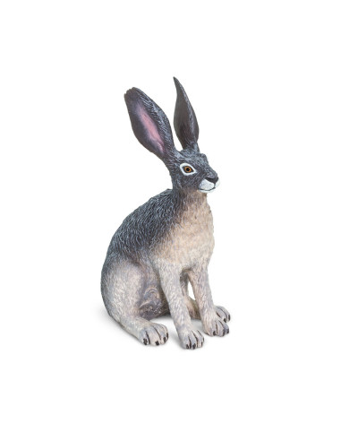 Black-Tailed Jackrabbit