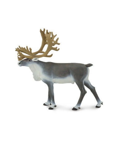 Caribou