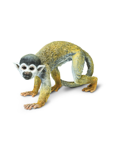 Squirrel Monkey