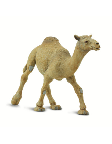 Dromedary Camel