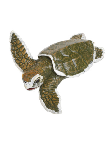 Kemp’s Ridley Sea Turtle Baby