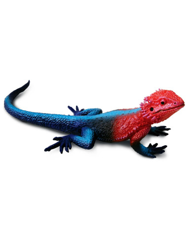 Figure -  Mwanza Flat-Headed Rock Agama