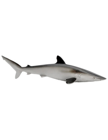 Figure - Silky Shark